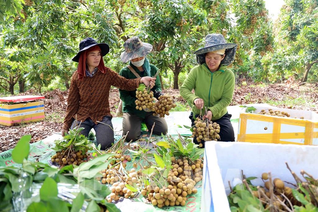 1.500 tấn nhãn Bắc Giang đạt tiêu chuẩn xuất khẩu