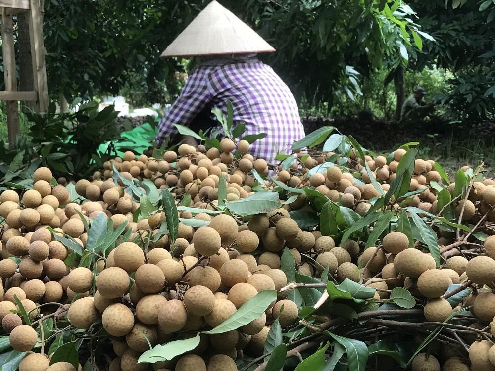 1.500 tấn nhãn Bắc Giang đạt tiêu chuẩn xuất khẩu