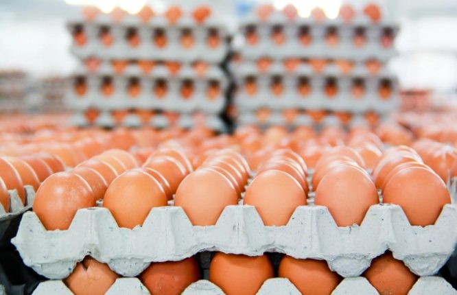 Hòa Phát bán hơn 1 triệu quả trứng mỗi ngày